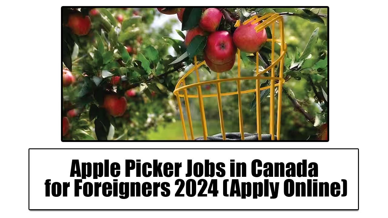Apple Picker Jobs in Canada for Foreigners 2024 (Apply Online)
