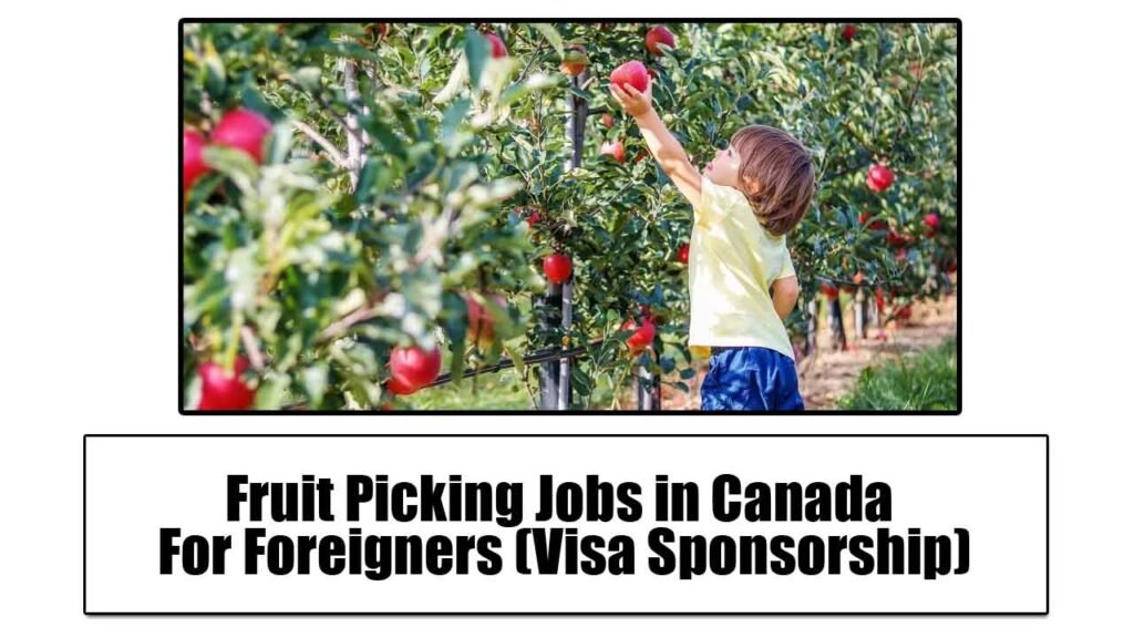 Fruit Picking Jobs in Canada For Foreigners (Visa Sponsorship)