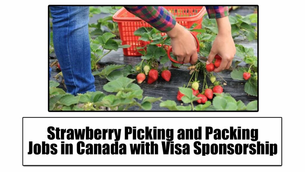 Strawberry Picking and Packing Jobs in Canada with Visa Sponsorship 2024