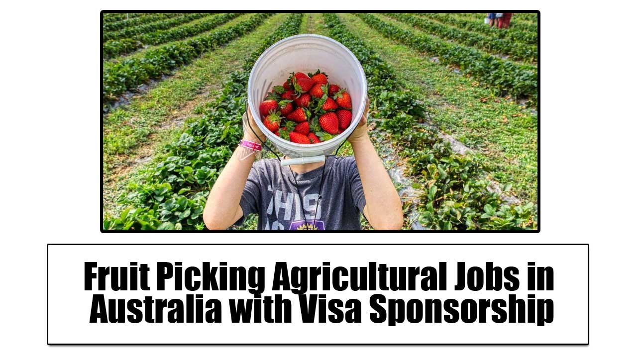 Fruit Picking Agricultural Jobs in Australia with Visa Sponsorship