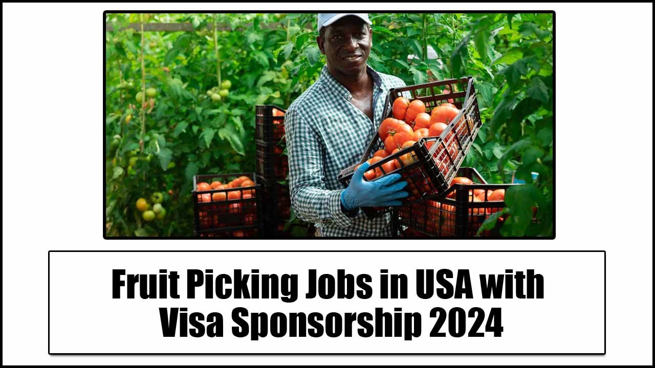 Fruit Picking Jobs in USA with Visa Sponsorship 2024