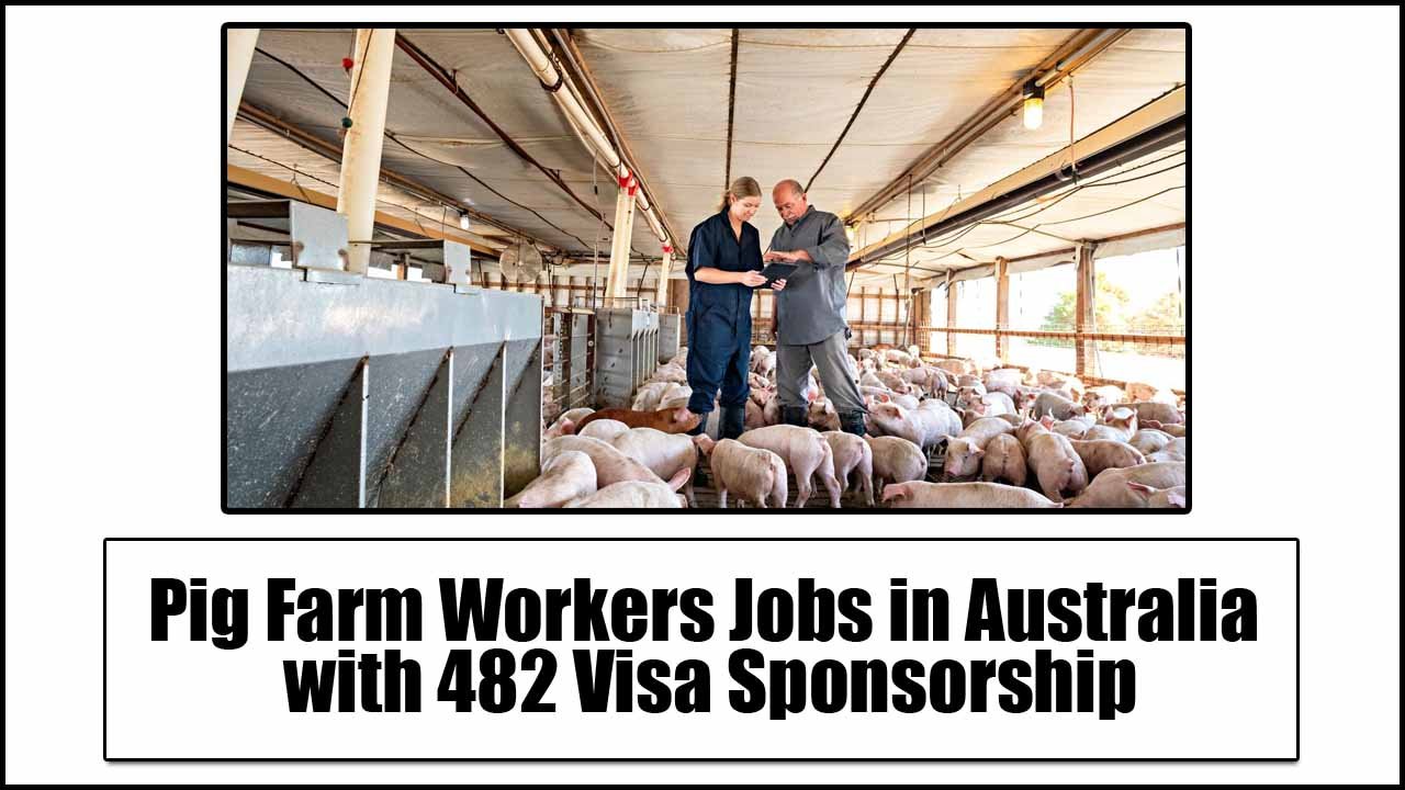 Pig Farm Workers Jobs in Australia with 482 Visa Sponsorship